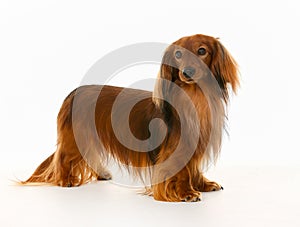 Longhaired dachshund dog photo