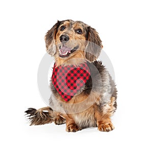 Longhaired Dachshund Dog Wearing Red Bandana photo
