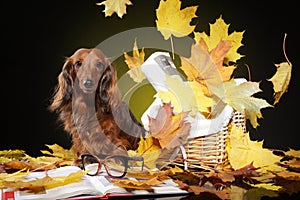 Longhaired dachshund in falling autumn leaves
