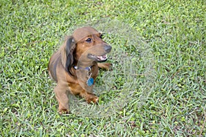 Longhaired dachshund on grass