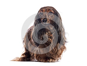 Longhaired dachshund posing on white background