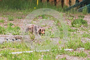 Longhaired Dapple Doxie or Dapple Dachshund in Grass