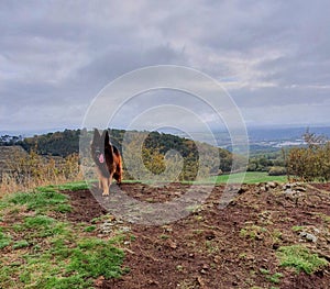 Longhaired german shepard discovering ther world