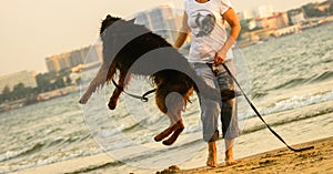 Longhaired German Shepherd dog jumping at beach