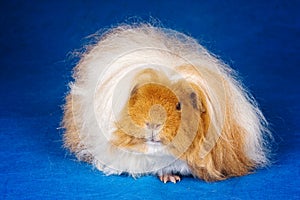 Longhaired guinea pig