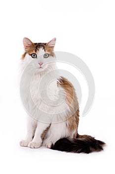 Longhaired housecat photo