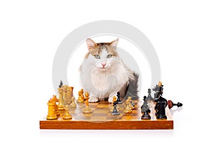 Longhaired housecat plays chess photo