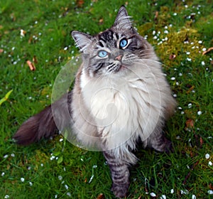 Longhaired pedigree Ragdoll cat portrait