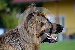 Longhaired shepherd - portrait