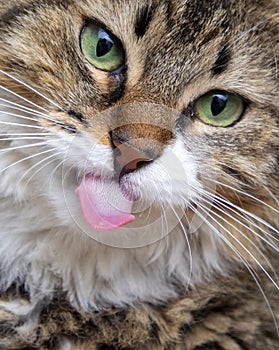 Longhaired tabby cat lying with tongue out