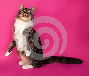 Longhaired tabby and white cat sitting on pink