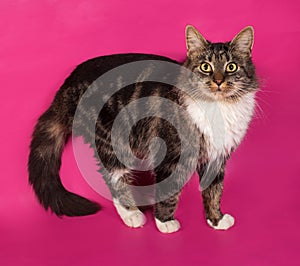 Longhaired tabby and white cat standing on pink
