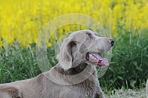 Longhaired Weimaraner