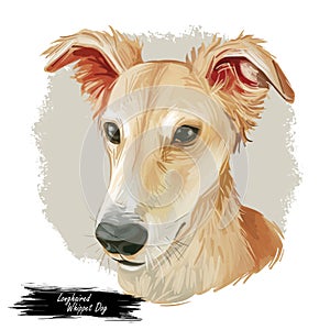 Longhaired Whippet Dog isolated digital art illustration. Hand drawn beige puppy portrait, americandog breed, muscular doggy with