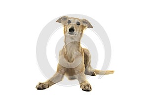 Longhaired whippet dog lying down isolated on a white background seen from the front