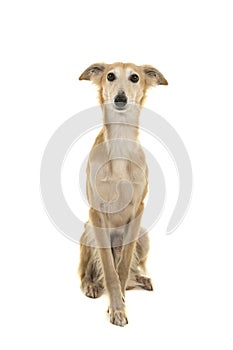 Longhaired whippet dog sitting on a white background