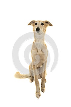 Longhaired whippet dog sitting on a white background looking up