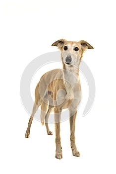 Longhaired whippet dog standing on a white background