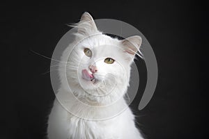 Longhaired white cat lying with tongue out