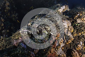 A Longhead flathead fish (Papilloculiceps longicps)