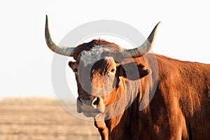 Longhorn photo