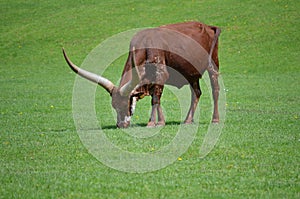 Longhorn / African Ankole Watusi Cattle