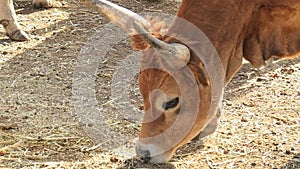 Longhorn beef cattle close-up