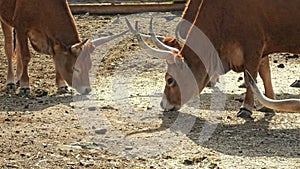 Longhorn beef cattle close-up