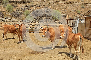 Longhorn beef cattle herd in ranch