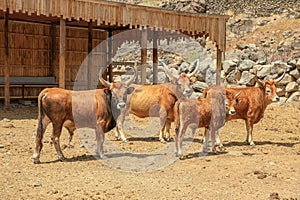 Longhorn beef cattle herd in ranch