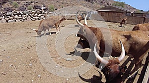 Longhorn beef cattle in ranch