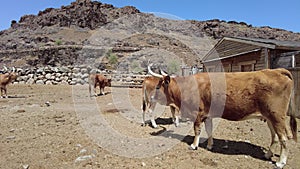 Longhorn beef cattle in ranch