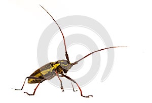 Longhorn beetle