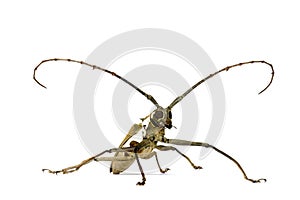 Longhorn Beetle