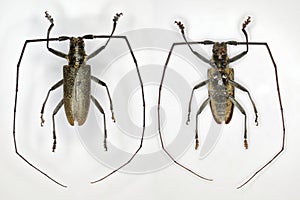 A longhorn beetle, a 50 years old specimen from beetle collection