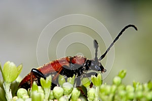 Longhorn beetle