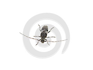 Longhorn beetle acanthocerus griseus on white
