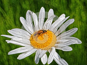 Longhorn beetle Anastrangalia reyi eats pollen on a flower of Leucanthemum vulgare