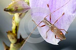 Longhorn Beetle (Batocera sp.)