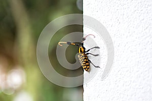 Longhorn beetle with blurred bokeh green tree background