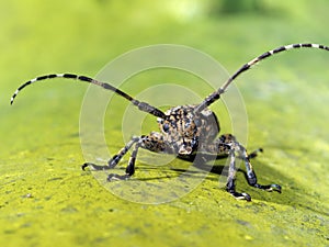 Longhorn beetle,Cerambycidae