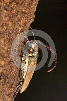 Longhorn beetle, Cerambycidae , Aarey Milk Colony , INDIA