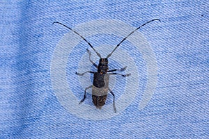 The longhorn beetle Cerambycidae also known as long-horned or longicorns. Beetle sitting on a blue cloth