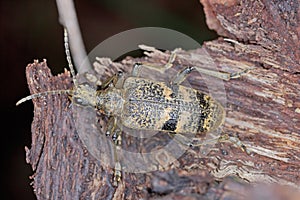 A longhorn beetle (Cerambycidae) Rhagium mordax on rotten timber