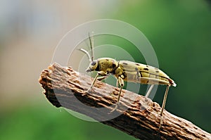 Longhorn beetle close-up