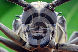 Longhorn beetle closeup
