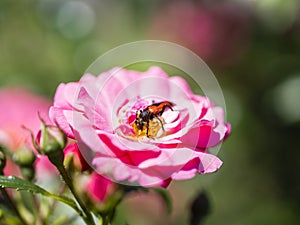 Longhorn beetle - Corymbia cordigera - Brachyleptura cordigera male on fresh flower