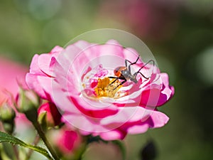 Longhorn beetle - Corymbia cordigera - Brachyleptura cordigera male on fresh flower