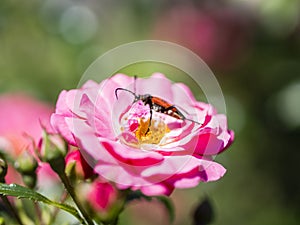 Longhorn beetle - Corymbia cordigera - Brachyleptura cordigera male on fresh flower