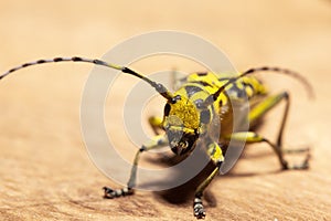 Longhorn beetle crawling on tree trunk closeup